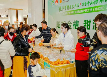 南国金果破冰北国，阳朔优质金桔品牌“北上记”